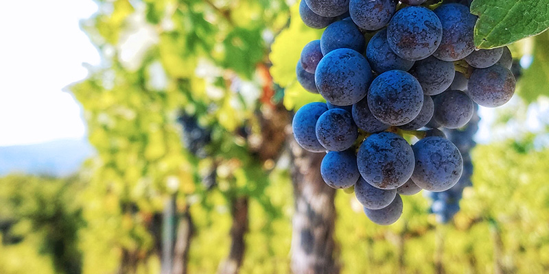 tempranillo-druvan-som-forenar-tradition-och-framtid