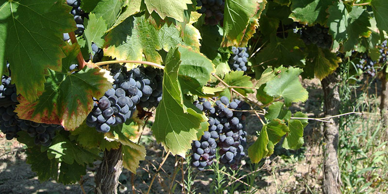 generosa-solvarma-viner