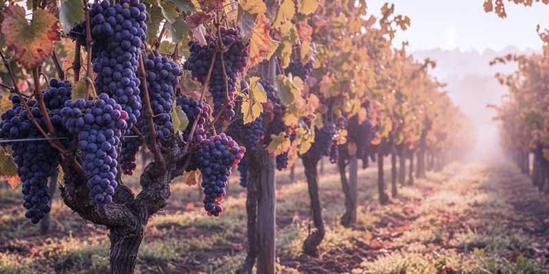 prissankta-viner-pa-systembolaget-fran-september-2025