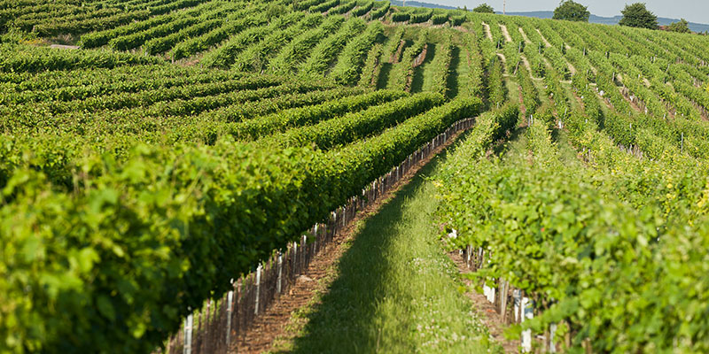 druvblend-som-ger-mer-113